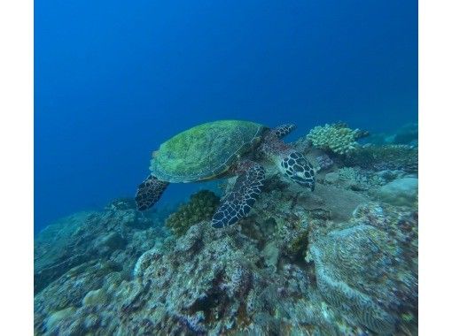 【沖縄・恩納村】沖縄県出身ガイドが案内するシュノーケリングツアー★ツアー中の写真・動画全て無料！餌やり体験付き！の画像