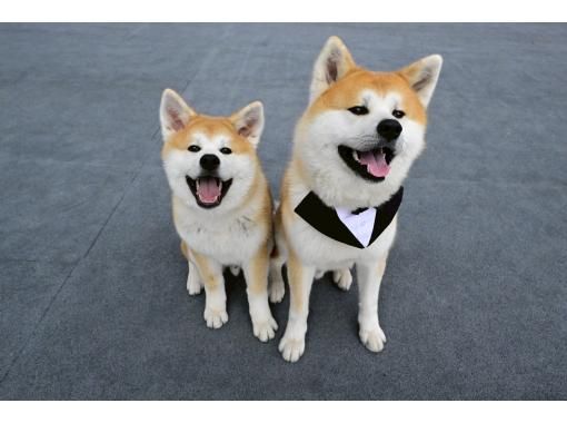 [Akita, Odate] Interact with a fluffy Akita dog! Includes one drink and photo/video shooting (30 minutes)の画像
