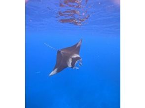 【沖縄・石垣島】半日◆水面マンタシュノーケル！冬季限定（12月～3月末）GoPro無料レンタル・器材無料レンタル・送迎無料