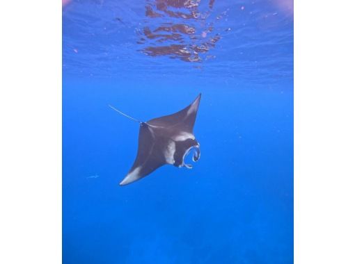 【沖縄・石垣島】半日◆水面マンタシュノーケル!冬季限定(12月~3月末)GoPro無料レンタル・器材無料レンタル・送迎無料 【沖縄・石垣島】半日◆水面マンタシュノーケル!冬季限定(12月~3月末)GoPro無料レンタル・器材無料レンタル・送迎無料