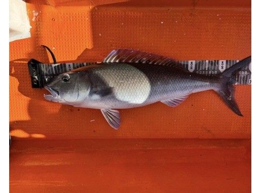 手ぶらでOK！船釣り体験《初心者歓迎》の画像