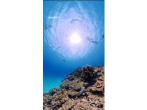 【沖縄・ゴリラチョップ】スキンダイビング　♡写真・動画・沢山無料プレゼント♪　