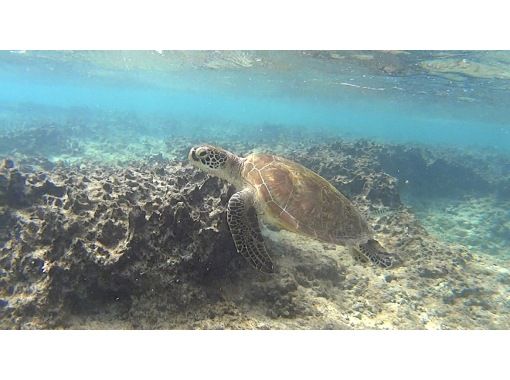 [Okinawa, John Man Beach] "Winter only" Guide fully reserved ☆ Meet sea turtles? Beach snorkeling experience! High-resolution photo gift!の画像