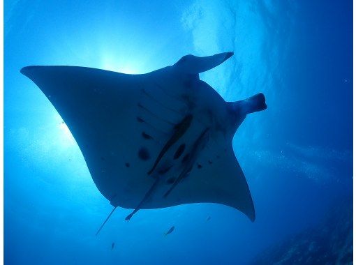 SALE!【沖縄・石垣島】FUNダイビング・マンタ・カメ・ニモ！器材無料キャンペーン中！お一人様・団体様大歓迎！の画像