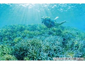 【マリン体験＋竹富観光】幻の島上陸＋体験ダイビング＋竹富島で水牛車観光＜約9時間／昼食付／M-5＞