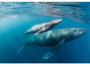 那覇発◆ホエールスイム◆クジラと一緒に泳ごう！！※器材レンタル無料※写真＆動画プレゼント【2026年1月.2月.3月】限定