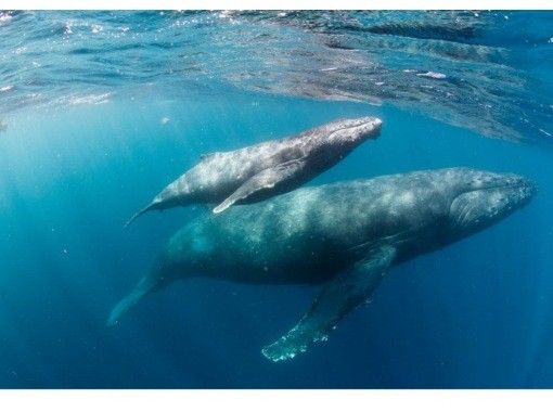 那覇発◆ホエールスイム◆クジラと一緒に泳ごう！！※器材レンタル無料※写真＆動画プレゼント【2026年1月.2月.3月】限定の画像