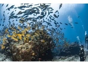 【那覇発】慶良間諸島 ファンダイビング2ダイブ｜1名様の参加OK｜自社ボート｜器材レンタル無料｜初心者大歓迎｜安心ガイド