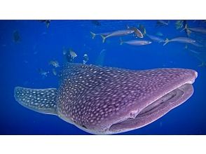 【沖縄・読谷村】初心者大歓迎！！大興奮！！ジンベイザメシュノーケリング！！