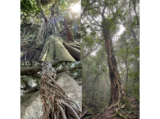 【鹿児島・奄美大島】完全貸し切り！半日ツアー　世界遺産の奄美大島で神秘の原生林でトレッキング　生命の巨木を巡礼ツアー　の画像