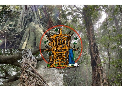 【鹿児島・奄美大島】完全貸し切り！半日ツアー　太古の巨木を巡るトレッキングツアーの画像