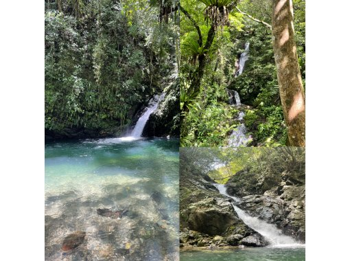 【鹿児島・奄美大島】完全貸し切り半日ツアー！　絶景の神秘の滝を巡ります！　滝遊びやエビ獲り川遊び満喫ツアーの画像