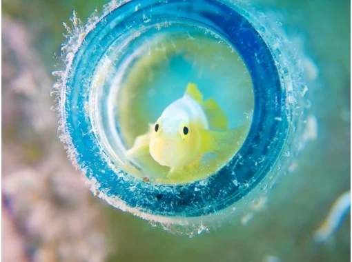 【오키나와・게라마】1일 보트 체험 다이빙の画像