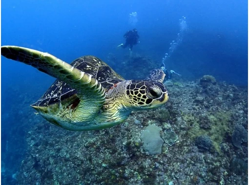 【오키나와・게라마】PADI 오픈 워터 다이버 코스(e러닝)の画像