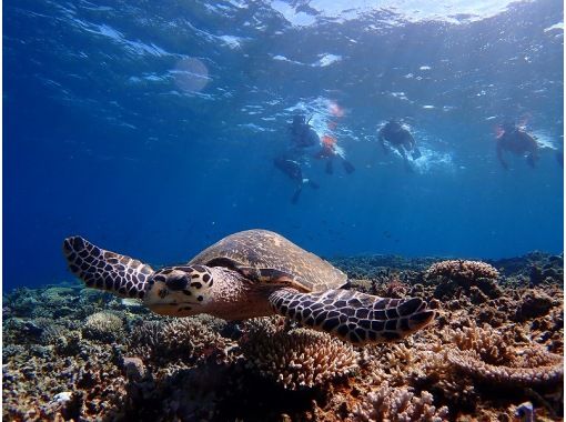 【沖縄・西表島】奇跡の島「バラス島」「鳩間島」を巡るシュノーケリング１日ツアー 石垣島からの日帰り参加OK「写真データ無料プレゼント」の画像