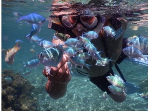 [Okinawa Kerama] Safe and luxurious experience diving in Kerama, the diving mecca!の画像