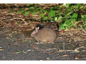 【奄美大島】　名瀬　笠利　龍郷エリアは送迎無料！　ナイトツアーで奄美の希少な動植物を見に行こう！