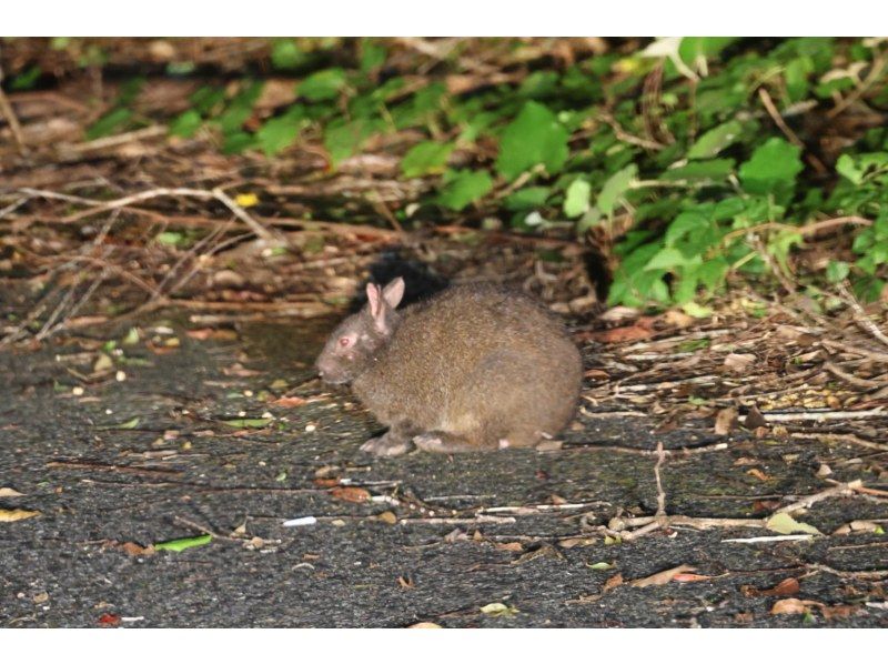 【北海道・SUP体験】透明度の高い支笏湖の湖面をクルージング！SUP体験（半日コース）の画像