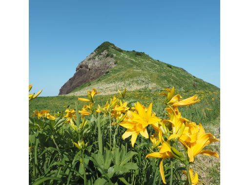 [นีงาตะ/ซาโดะ] ประสบการณ์ปั่นจักรยานท่ามกลางทัศนียภาพอันงดงามของดอกลิลลี่แห่งเกาะโทบิชิมะที่กำลังบานสะพรั่งの画像