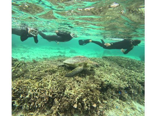奄美大島・奄美群島 シュノーケリング 食事付き大人気Kazboバーガーのランチ＋ウミガメを探すシュノーケル＋奄美SUPパイオニアのスクールの画像