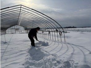 【北海道美梅市】体验农业之旅，您可以挖出雪下的蔬菜，品尝用当地食材烹制的菜肴。
