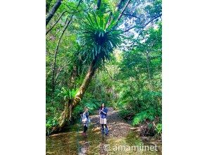 「奄美大島」　知られざる秘境　奄美の神秘　ジャングル探検と命の水・パワースポット