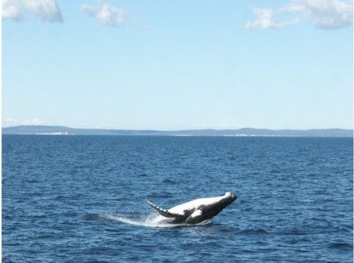 【沖繩·吉野灣碼頭抵達】只限冬季！舒適的鯨魚看船去の画像