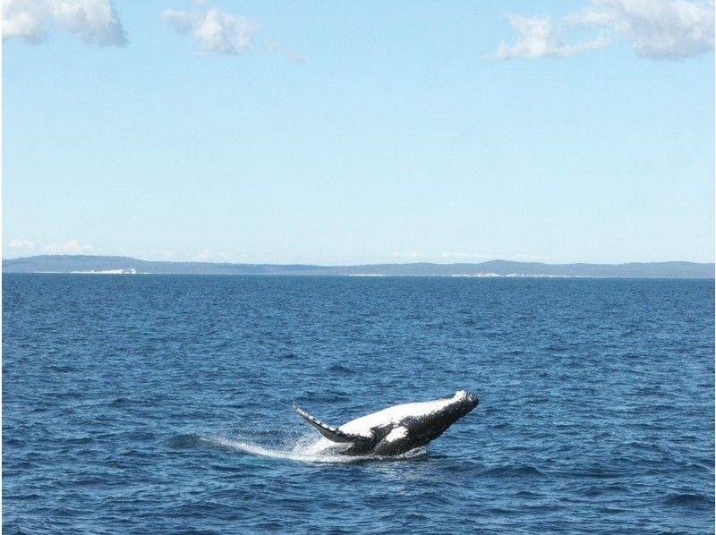 【沖繩·吉野灣碼頭抵達】只限冬季！舒適的鯨魚看船去の紹介画像