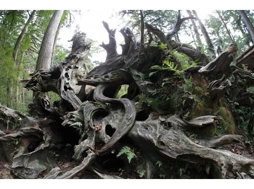 【屋久島・半日ヤクスギランド】最終日の参加もOK！歩きやすい遊歩道で巡るヤクスギランド｜空港・港への送迎相談可の画像