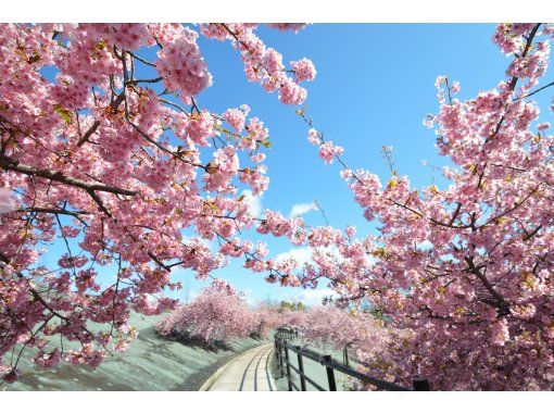 【福島・いわき】【ガイドと歩く「いわきあるき」のおすすめプラン】ネイチャーガイドと河津桜 春の散歩の画像