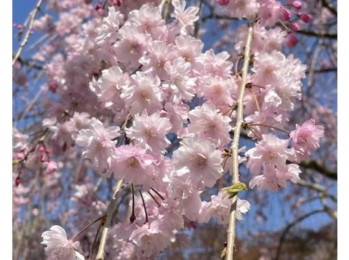 【福島・いわき】【ガイドと歩く「いわきあるき」のおすすめプラン】いわきFC戦スタジアムまで桜巡りの画像