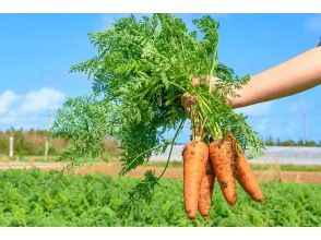 【沖縄・津堅島】キャロットアイランドと呼ばれる離島・津堅島で名産のにんじんを農業収穫体験！
