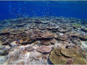 [Ginowan] Tropical boat snorkeling ☆Underwater photo gift☆