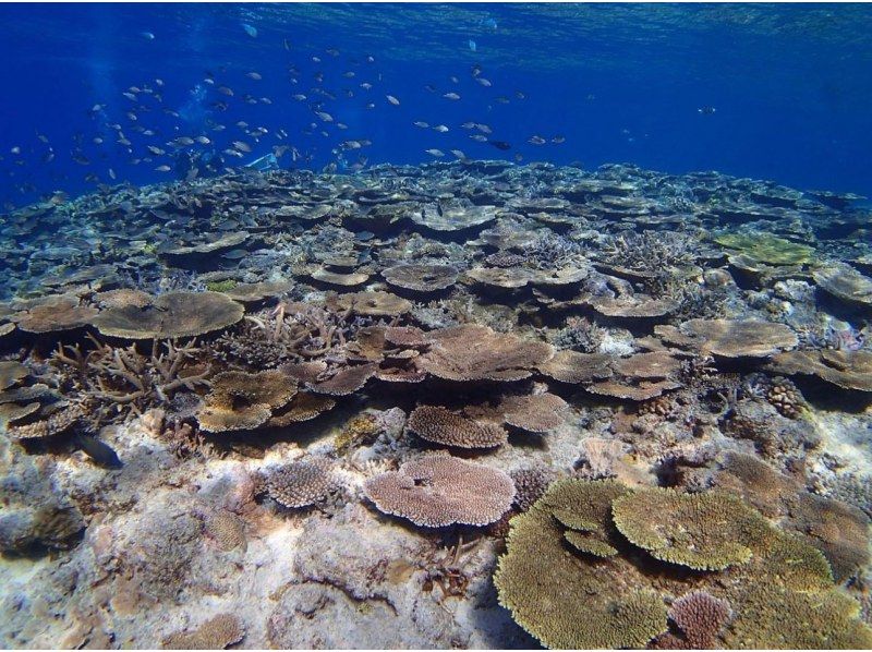 【北海道・SUP体験】透明度の高い支笏湖の湖面をクルージング！SUP体験（半日コース）の画像