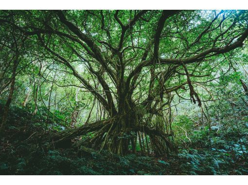 【奄美　絶景の秘境】　奄美南部の山奥に佇む神秘の巨木　奄美の森　大冒険トレッキングツアーの画像