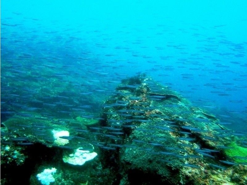 【熊本・天草】色とりどりの魚やサンゴたちがお出迎え!?スノーケルツアー(半日プラン)