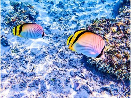 【沖縄北部・本部町】２時間でさくっと！ビーチシュノーケリング 初心者歓迎・少人数制 サンゴ礁・熱帯魚の海を満喫 写真データサービスの画像