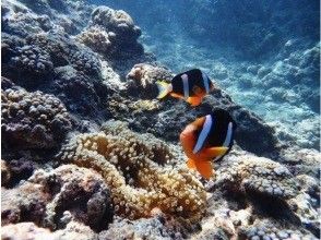 Okinawa Blue Cave Snorkeling [Free GoPro Photos and Videos] Boat Entry | All-inclusive, Lowest Price! Wetsuit and Equipment Rental Included. Beginners Welcome!