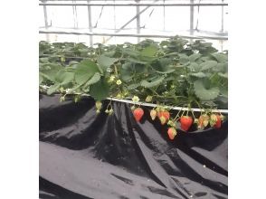 【鳥取県・湯梨浜町】日本のハワイで、闇夜のいちご摘み　五感で味わう、五感を刺激するいちご狩り「とっとりストロベリーナイト」