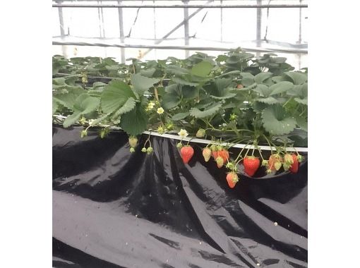 【鳥取県・湯梨浜町】日本のハワイで、闇夜のいちご摘み　五感で味わう、五感を刺激するいちご狩り「とっとりストロベリーナイト」の画像