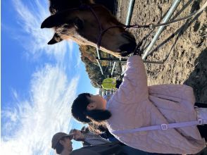 【宮城・奥松島】パドックツアー　のびのびと暮らす馬たちを間近で見る・触る