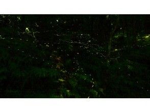 【西表島】ヤエヤマボタル鑑賞コース