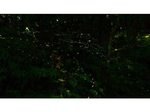 【西表島】ヤエヤマボタル鑑賞コースの画像