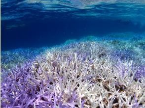 【沖縄・石垣島】少人数制初心者でも安心！幻の島上陸＆お魚珊瑚シュノーケルツアー（0歳～85歳）当日予約OK・送迎あり・ツアーデータプレゼント