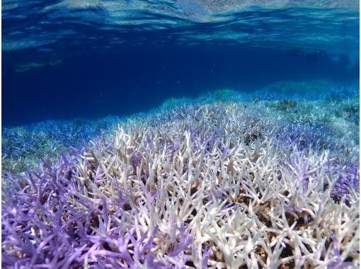 【沖縄・石垣島】少人数制初心者でも安心！幻の島上陸＆お魚珊瑚シュノーケルツアー（0歳～85歳）当日予約OK・送迎あり・ツアーデータプレゼントの画像