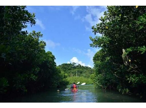 【沖縄北部・東村】マングローブカヌーツアー＜ロングコース＞の画像