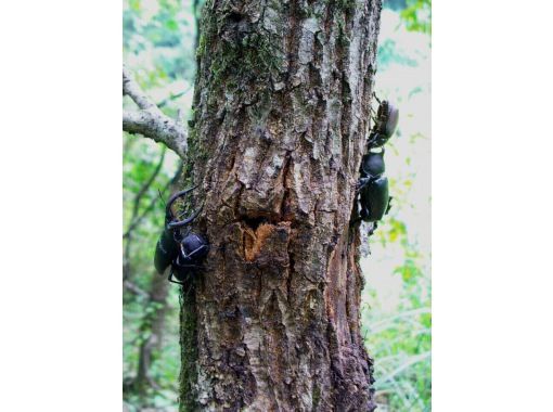 【立川】21時〜（2番目に捕獲可能な時間、少人数）＊家族向け＊ミッドナイトツアー、カブトムシクワガタ探検！6月〜8月限定開催の画像