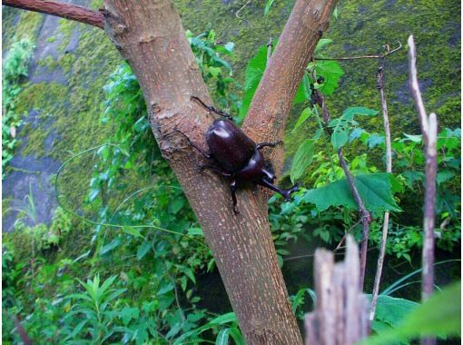 【小平】19時〜21時まで（自宅に22時頃戻れます）＊幼児＆家族向け＊カブトムシクワガタ観察体験★の画像