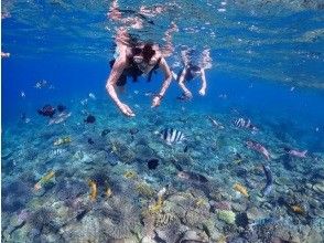 【沖縄　今帰仁村・本部】シュノーケル　サンゴ礁や熱帯魚が沢山いてる海に行って見ませんか？