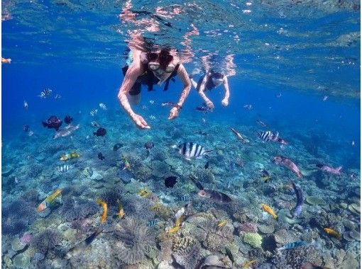 【沖縄　今帰仁村・本部】シュノーケル　サンゴ礁や熱帯魚が沢山いてる海に行って見ませんか？の画像